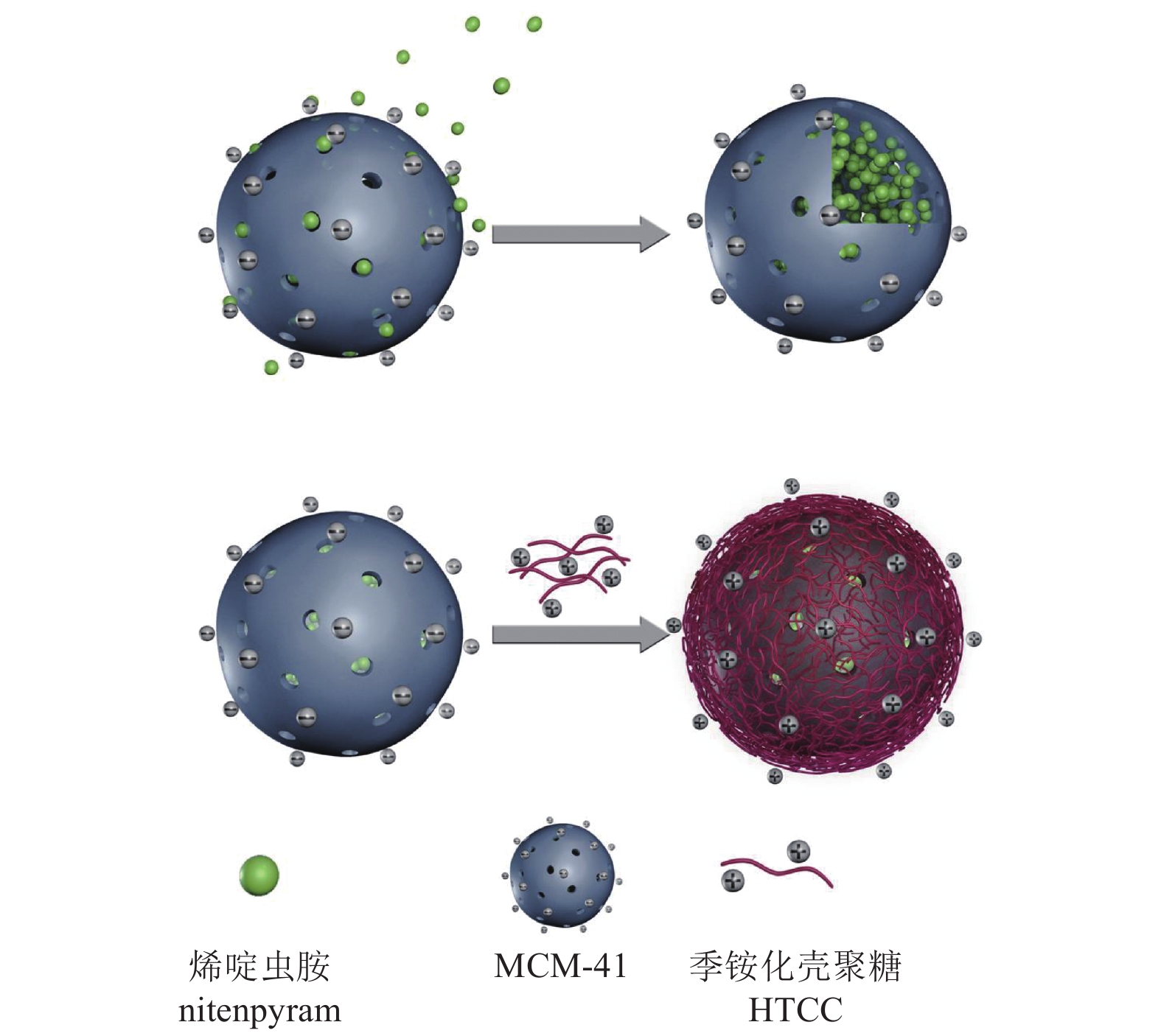 mcm-41介孔二氧化硅/季铵化壳聚糖载烯啶虫胺纳米颗粒的制备及缓释