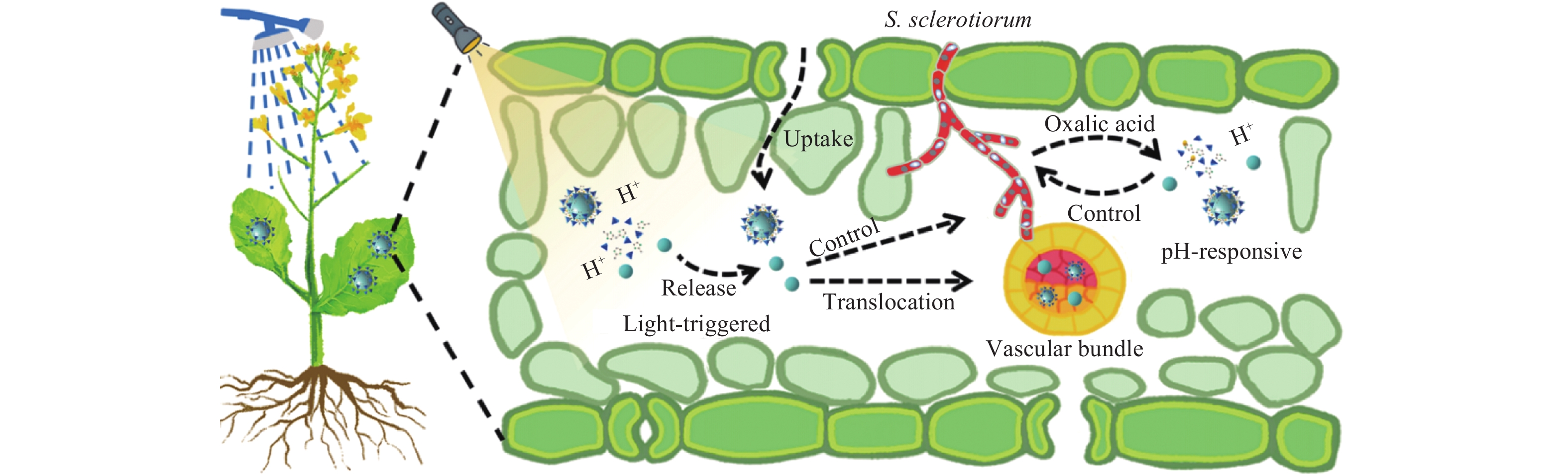 金属有机骨架ZIF-8材料作为农药载体的研究进展